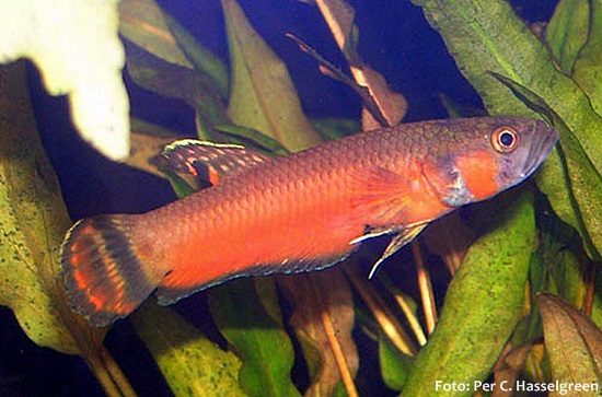 Betta Pavão (Betta macrostoma)
