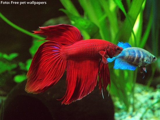 Betta (Betta splendens)