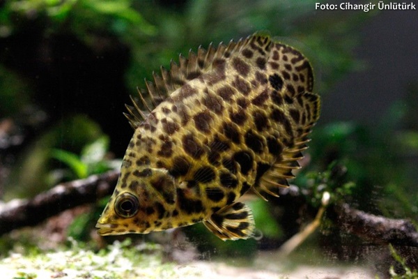 Gourami Leopardo (Ctenopoma acutirostre)