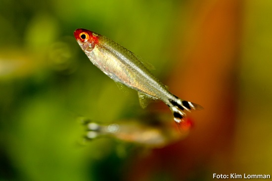 Rodostomus, Rodóstomo (Hemigrammus rhodostomus)