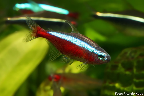 Tetra Cardinal, Tetra Neon (Paracheirodon axelrodi)