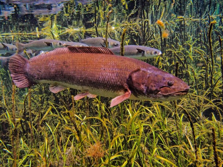 Amia, Bowfin (Amia calva)