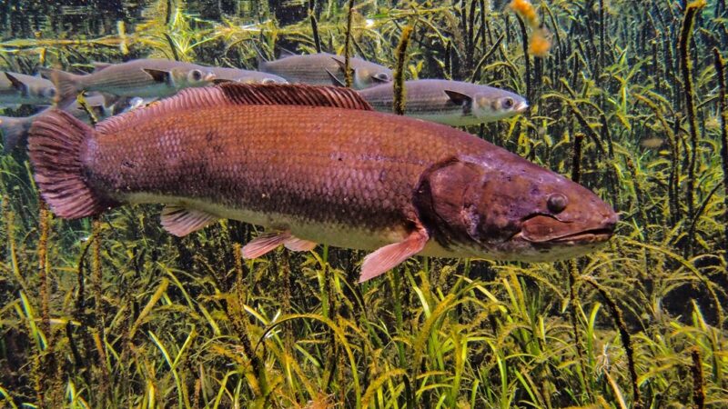 Amia, Bowfin (Amia calva)