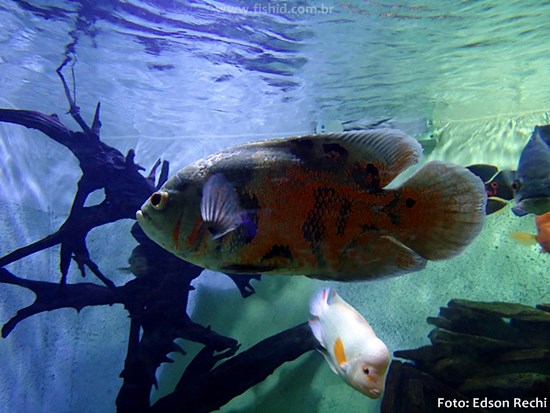 Oscar, Apaiari (Astronotus ocellatus)