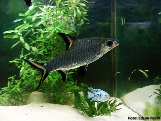 Balashark (Balantiocheilos melanopterus)