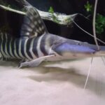 Tigrinum (Brachyplatystoma tigrinum)