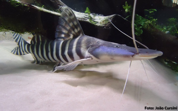 Tigrinum (Brachyplatystoma tigrinum)