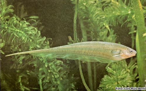 Ituí Transparente (Eigenmannia virescens)