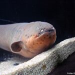 Poraquê, Peixe elétrico (Electrophorus electricus)