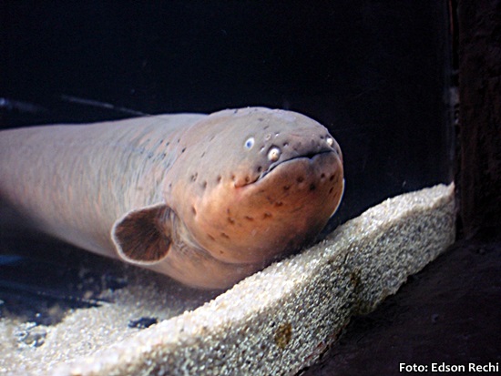 Poraquê, Peixe elétrico (Electrophorus electricus)