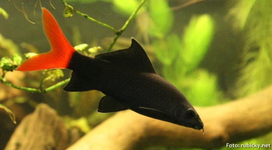 Labeo Bicolor (Epalzeorhynchos bicolor)