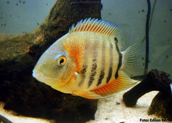Acará Peba, Severum (Heros efasciatus)