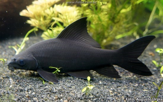 Labeo Negro (Labeo chrysophekadion)