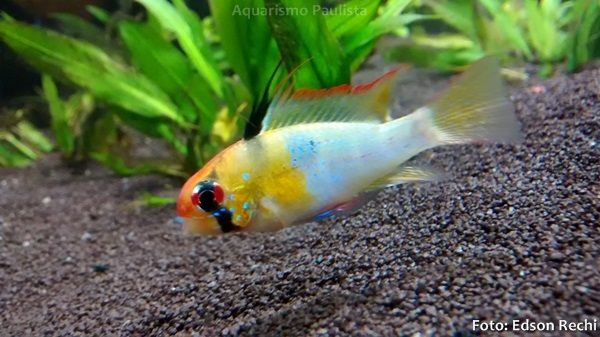Peixe Ramirezi (Mikrogeophagus ramirezi)