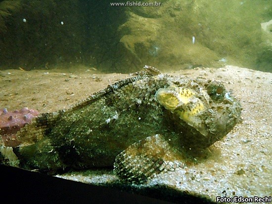 Peixe Pedra (Notesthes robusta)