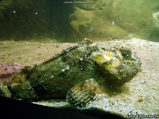 Peixes de água doce do Brasil - Mussum (Synbranchus marmoratus