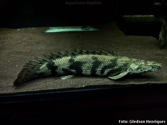 Polypterus endlicheri9a