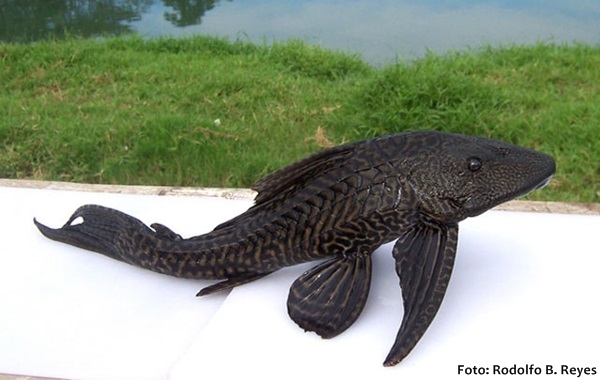 Cascudo Abacaxi (Pterygoplichthys pardalis)