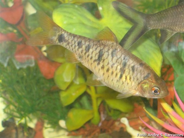 Barbo Ouro (Barbodes semifasciolatus)