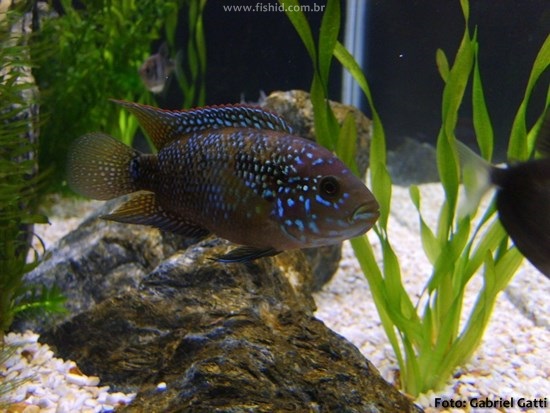 Peixe Jack Dempsey (Rocio octofasciata)