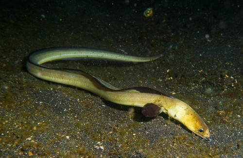 Moreia de água doce (Stictorhinus potamius)