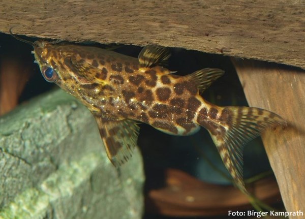 Peixe gato invertido (Synodontis nigriventris)