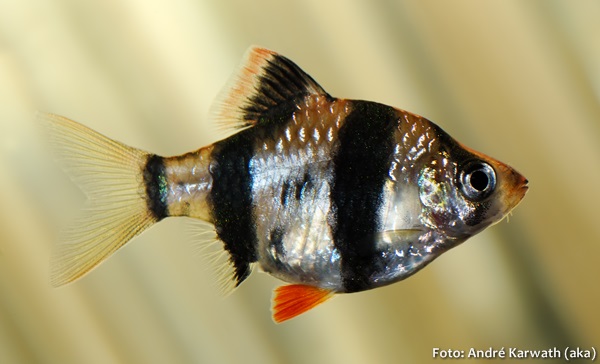 Barbo Sumatra (Puntigrus tetrazona)