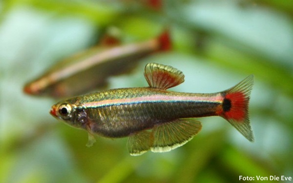 Tanictis (Tanichthys albonubes)
