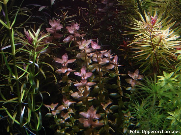 Bacopa colorata