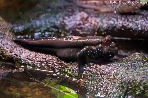 Mudskipper Atlântico (Periophthalmus barbarus)
