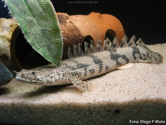 Polypterus-endlicheri