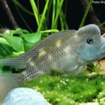 Ciclídeo Búfalo (Steatocranus casuarius)