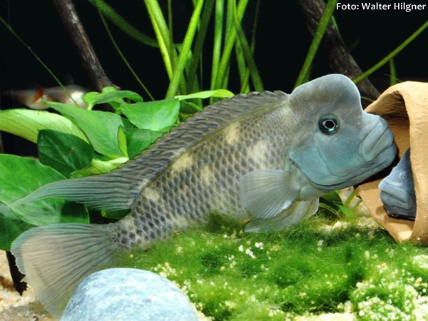 Ciclídeo Búfalo (Steatocranus casuarius)