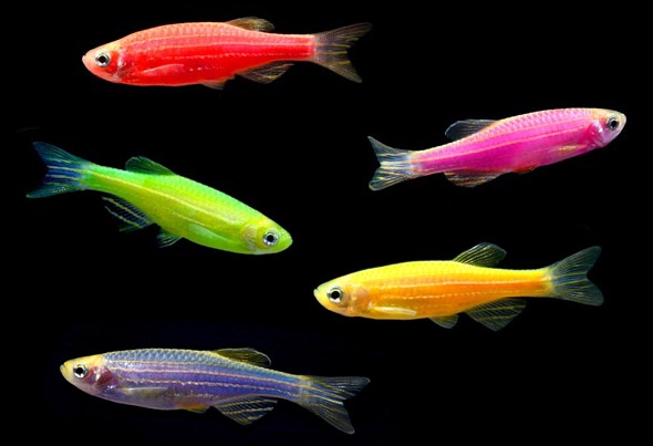 Glo-fish – Peixes modificados geneticamente