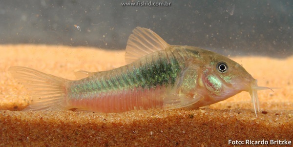 Corydora Bronze (Corydoras aeneus)