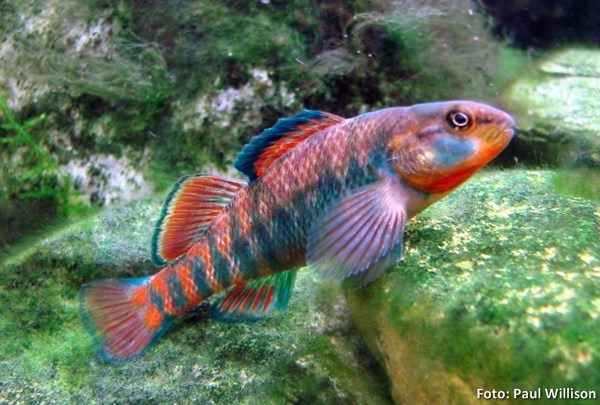 Flecheiro Arco-íris (Etheostoma caeruleum)