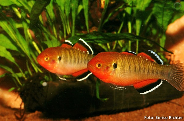 Empire gudgeon (Hypseleotris compressa)