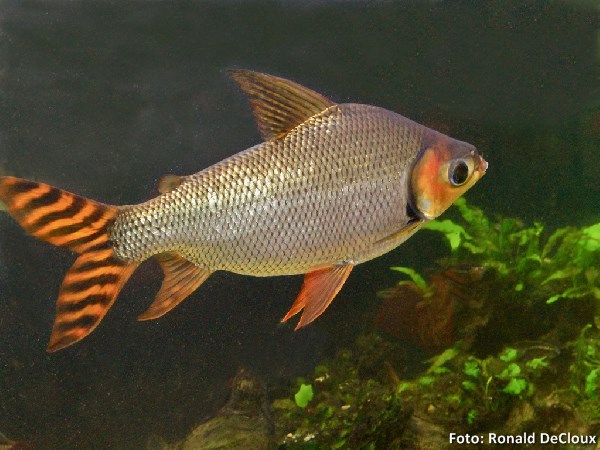 Jaraqui, Jaraqui de Escama Grande (Semaprochilodus insignis)