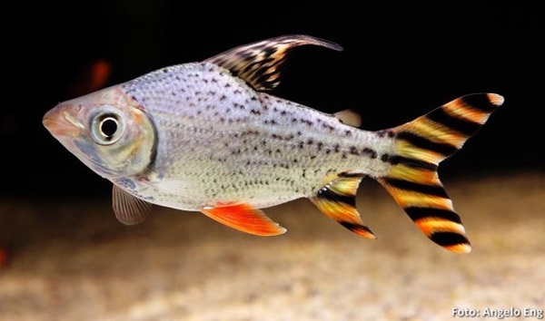 Jaraqui, Jaraqui de escama fina (Semaprochilodus taeniurus)