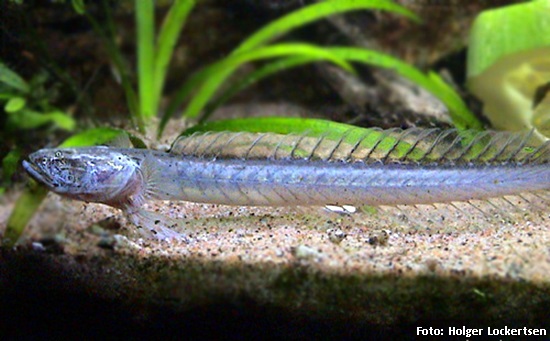 Goby Violeta (Gobioides broussonnetii)