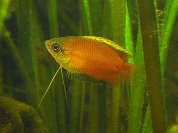 Colisa Mel / Chuna (Trichogaster chuna)