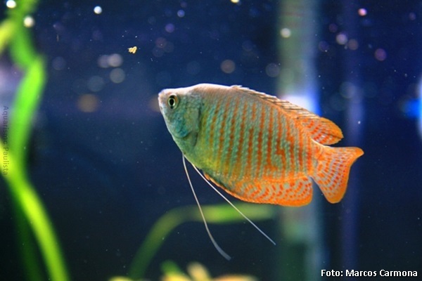 Colisa Lalia (Trichogaster lalius)