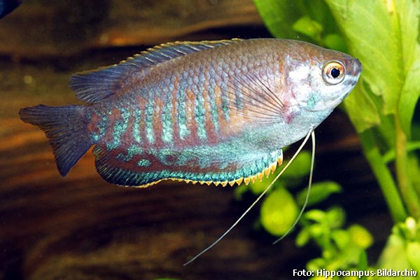 Colisa Labiosa (Trichogaster labiosa)