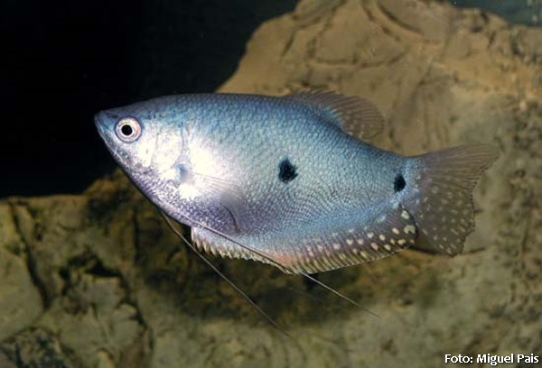 Tricogaster Azul (Trichogaster trichopterus)
