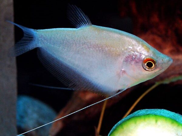 Tricogaster Prata (Trichogaster microlepis)