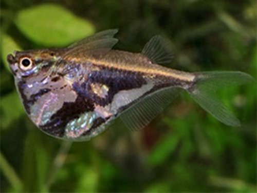 Peixe Borboleta Pintada / Listrada (Carnegiella strigata)