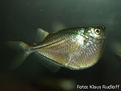 Peixe Borboleta de Rio / Prateada (Gasteropelecus sternicla)