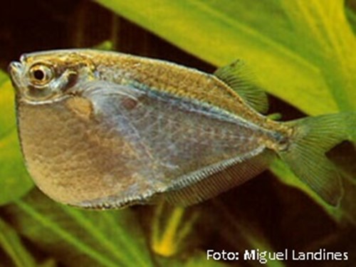 Peixe Borboleta Gigante (Thoracocharax securis)