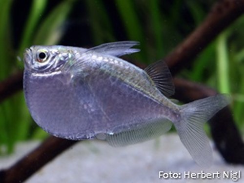 Peixe Borboleta Papuda (Thoracocharax stellatus)