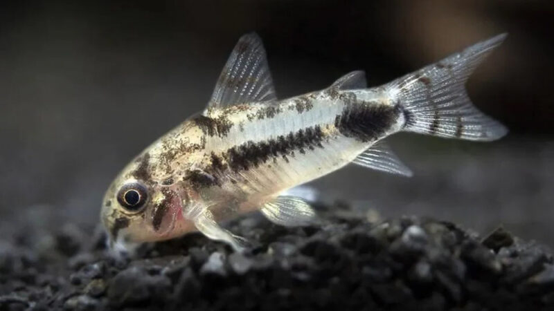 Corydora Rio Salinas (Corydoras habrosus)